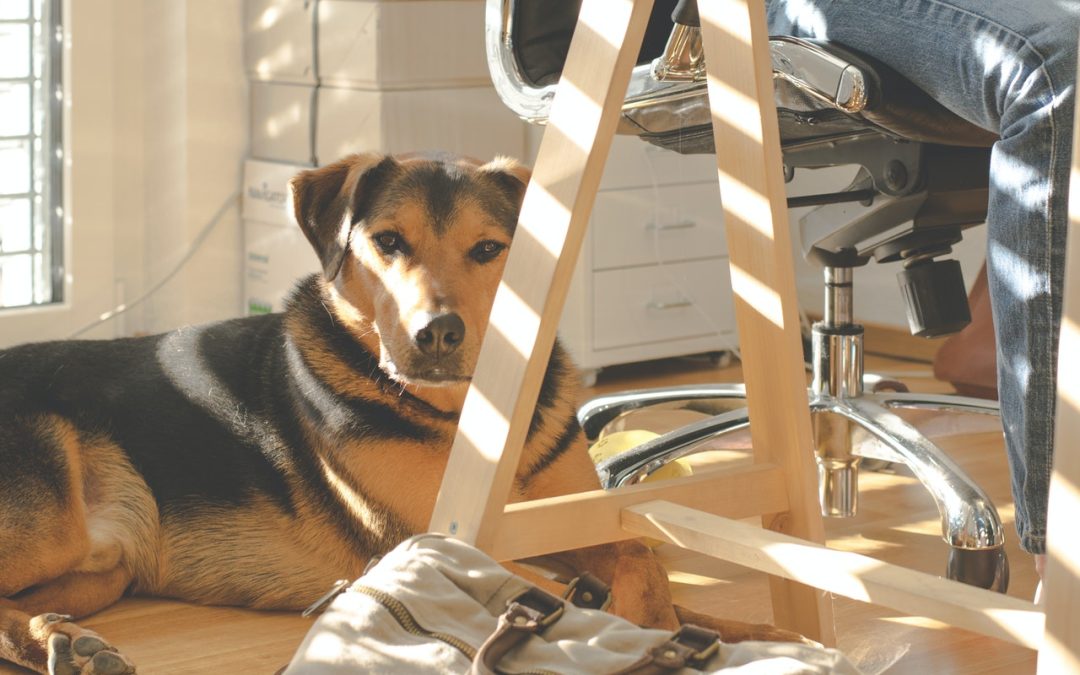 Furry Family Members and Working From Home