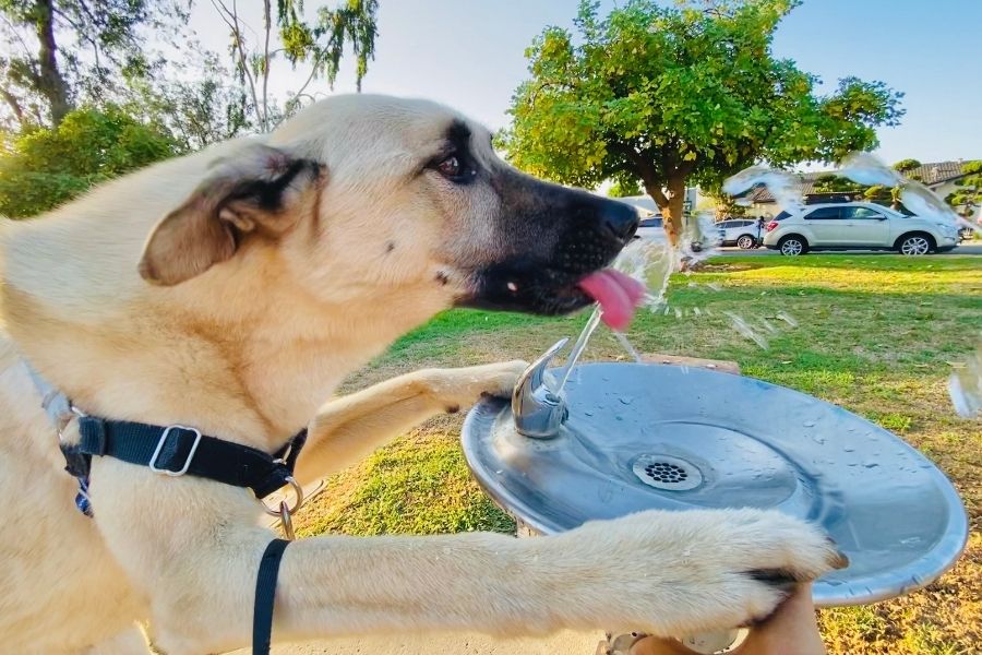 5 Dog Parks to Visit in the Austin Area for Canine Fitness Month