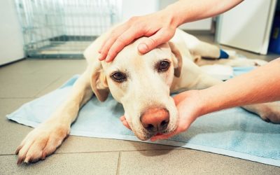 Pet Cancer Awareness Month