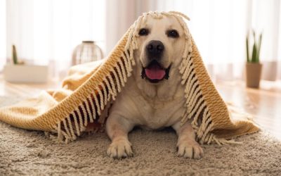 National Foster a Pet Month