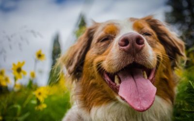 National Dog Month