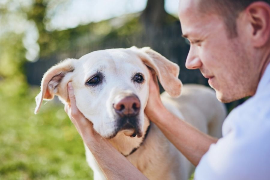 Responsible Dog Ownership Month