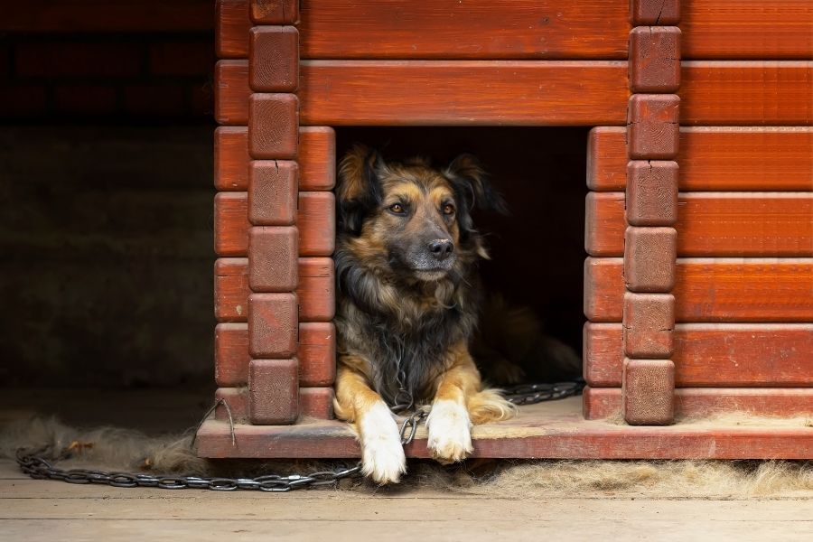 What to Look for When Leaving Your Dog in a Boarding Facility