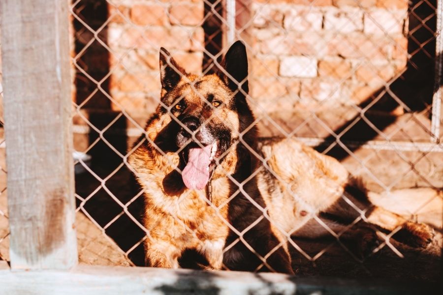 What to Look for When Leaving Your Dog in a Boarding Facility