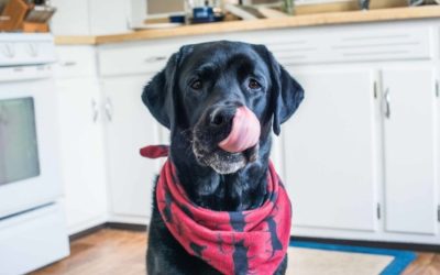 Canine Pancreatitis