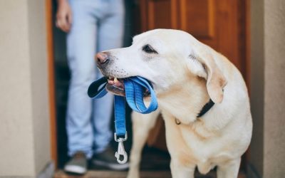 New Year’s Resolutions for You and Your Pet