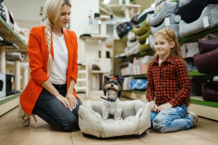 Maintaining and Upgrading Your Pet Accessories