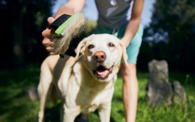 Maintaining and Upgrading Your Pet Accessories