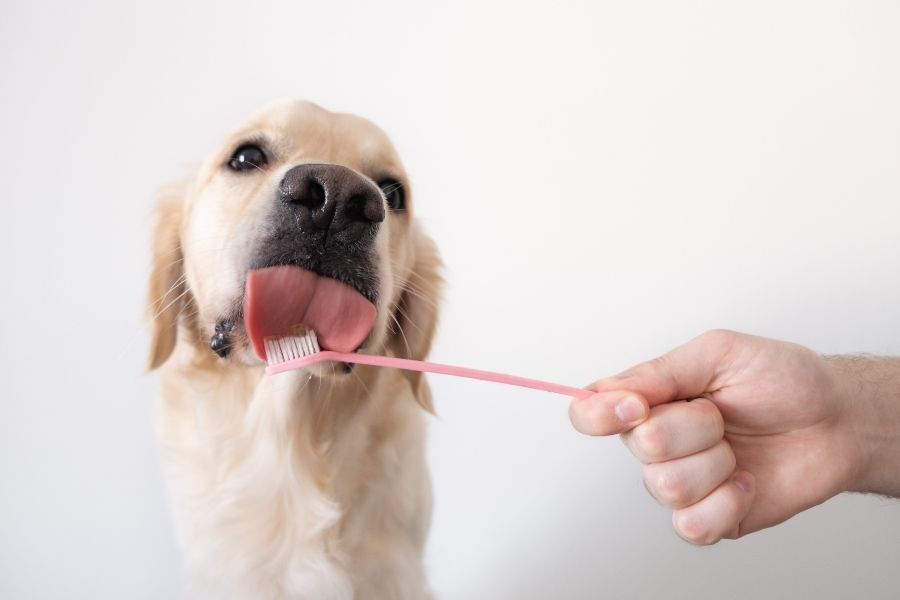 Pet Dental Health Month