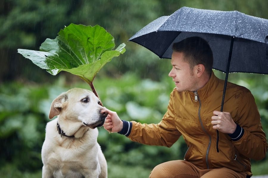 5 Rainy Day Dog Essentials
