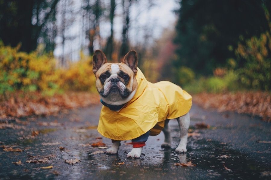 5 Rainy Day Dog Essentials