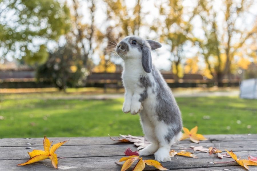 How to Care for Bunnies