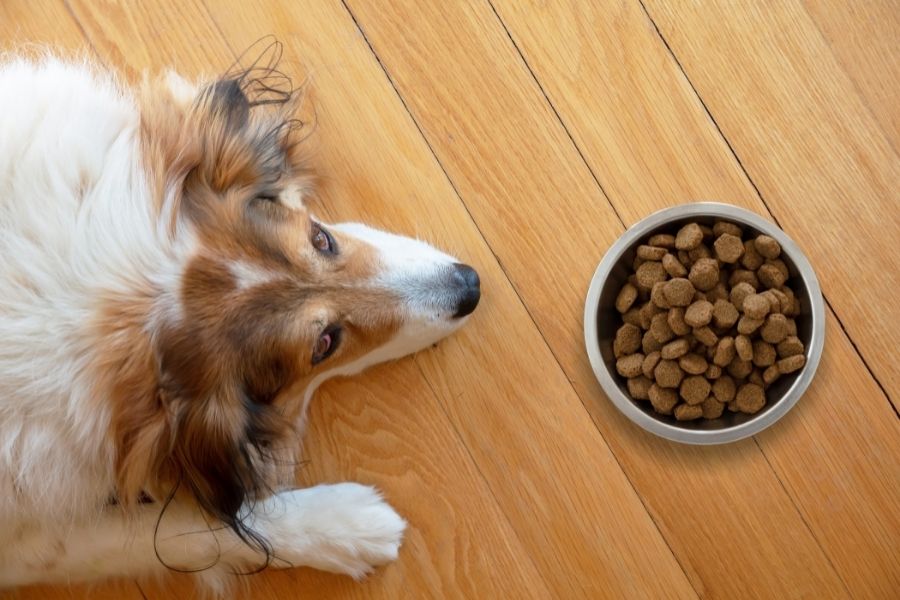Dangers of Raisin and Grape Ingestion in Dogs