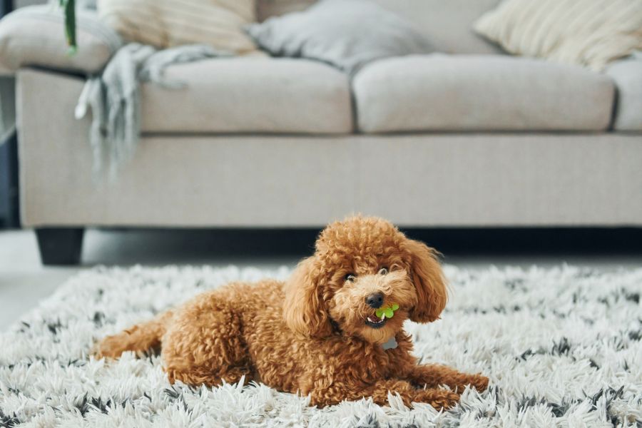 How to Prepare your Home for a New Puppy