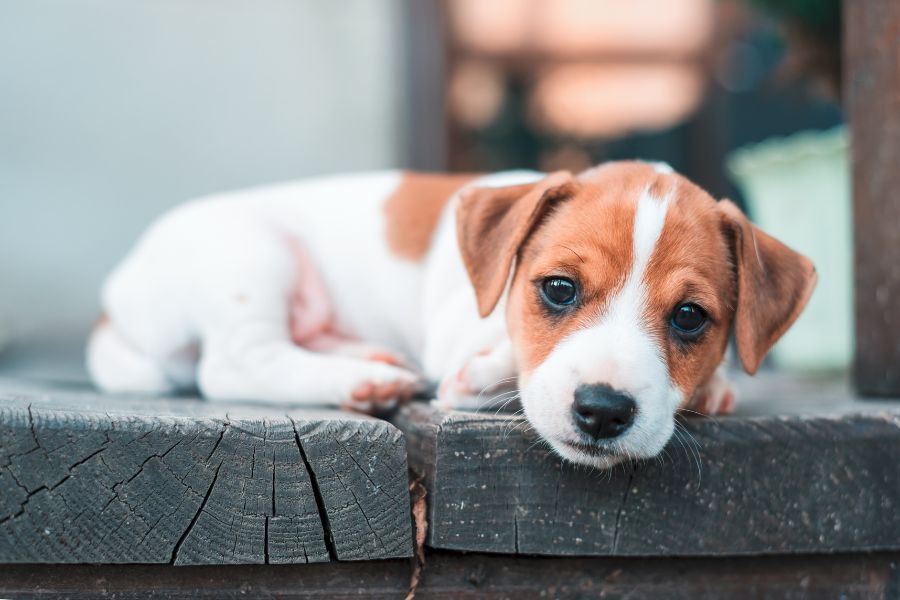 What you Need to Know about Parvo