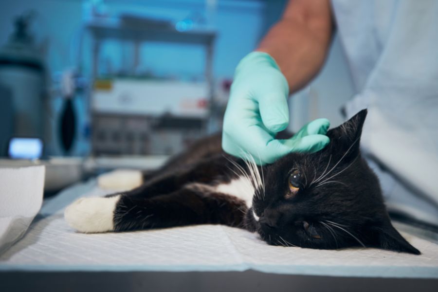 Can my Cat Survive Kidney Disease?