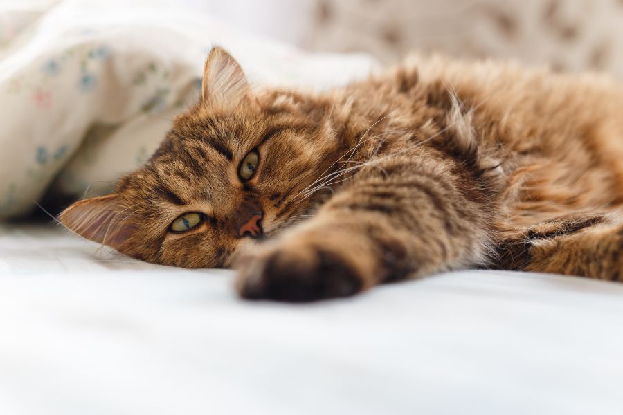 Can my Cat Survive Kidney Disease?