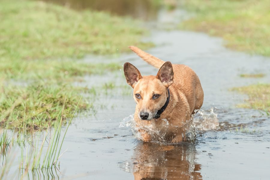 Preparing your Pets for Floods (1)