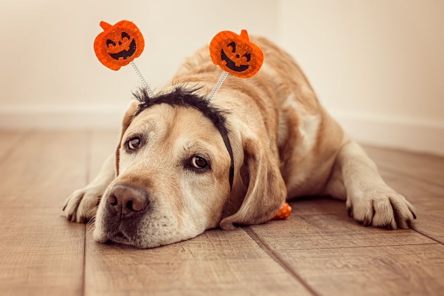 How to Find the Right Costume for your Dog