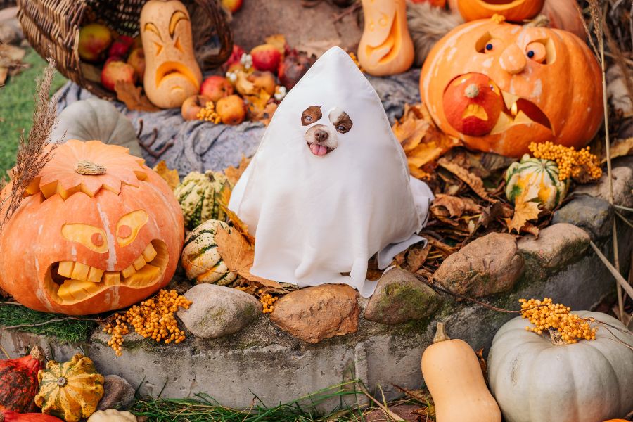 How to Find the Right Costume for your Dog