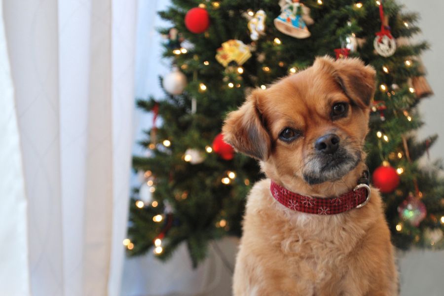 Holiday Pet Gift Giving Guide