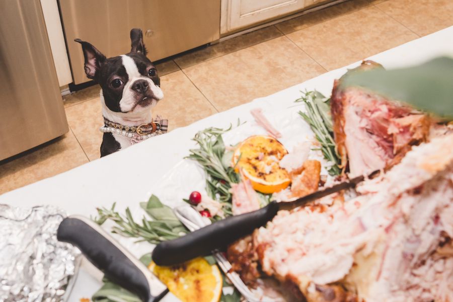 Keeping your Pets Safe on Thanksgiving