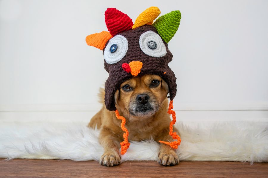 Keeping your Pets Safe on Thanksgiving 