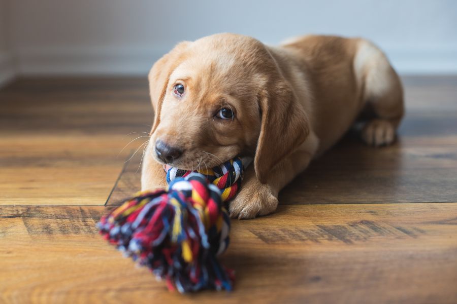 The Importance of Potty Training a Puppy