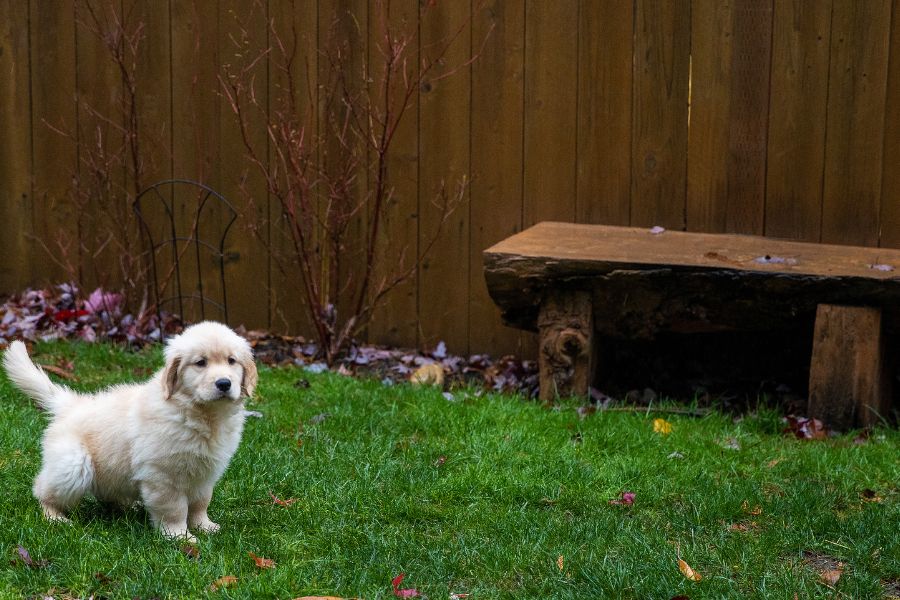 The Importance of Potty Training a Puppy 