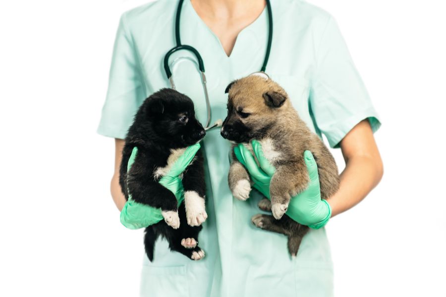 How to Navigate your Vet Recommendations for Puppies