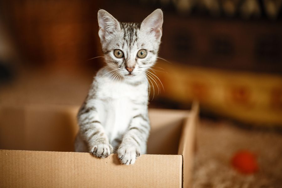 The Importance of Litter Box Training