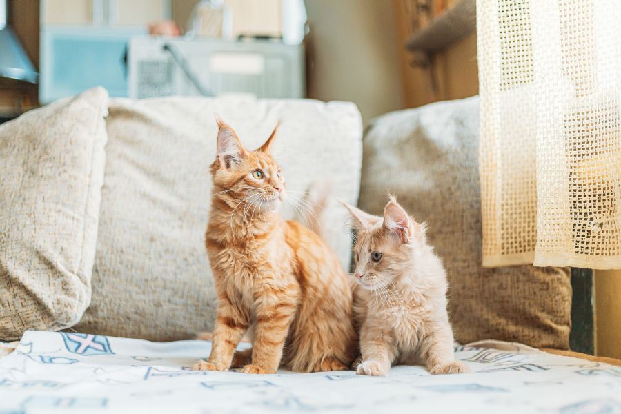 How to Introduce a Cat to Existing Pets in a Home?