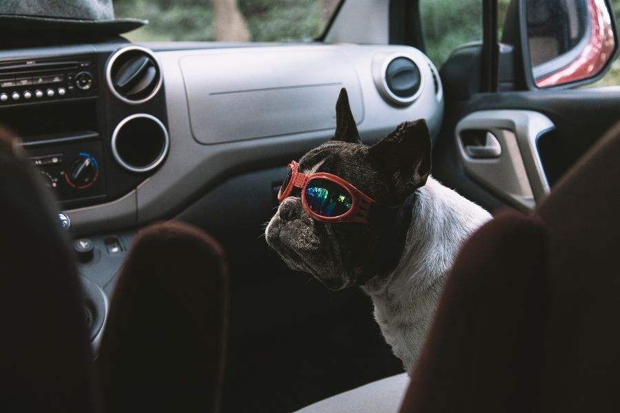Tips for Traveling with Your Pet