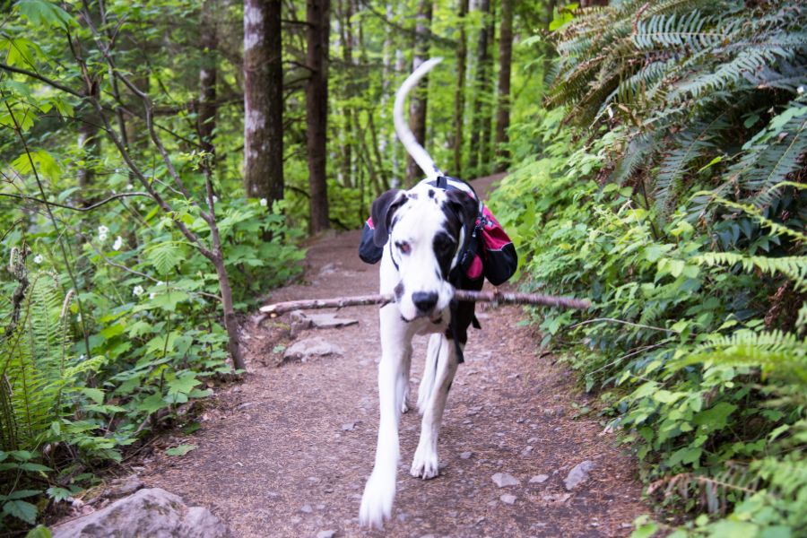 Here are some popular dog-friendly hiking trails in Austin.