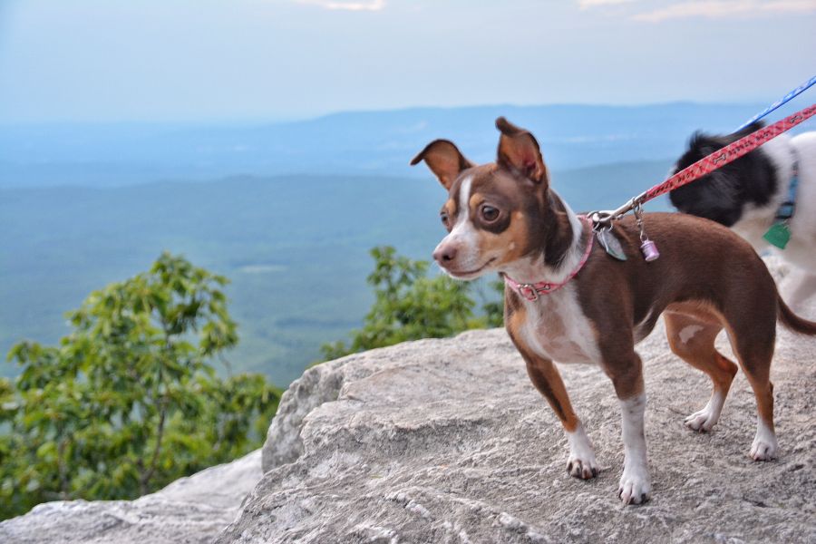 Here are some popular dog-friendly hiking trails in Austin.