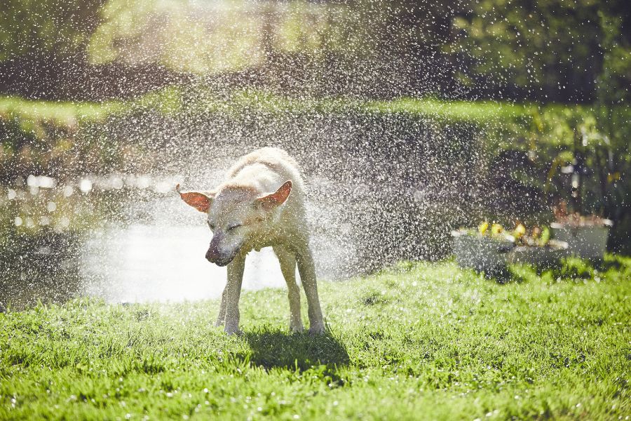 Summer Safety Tips for Pets in Austin