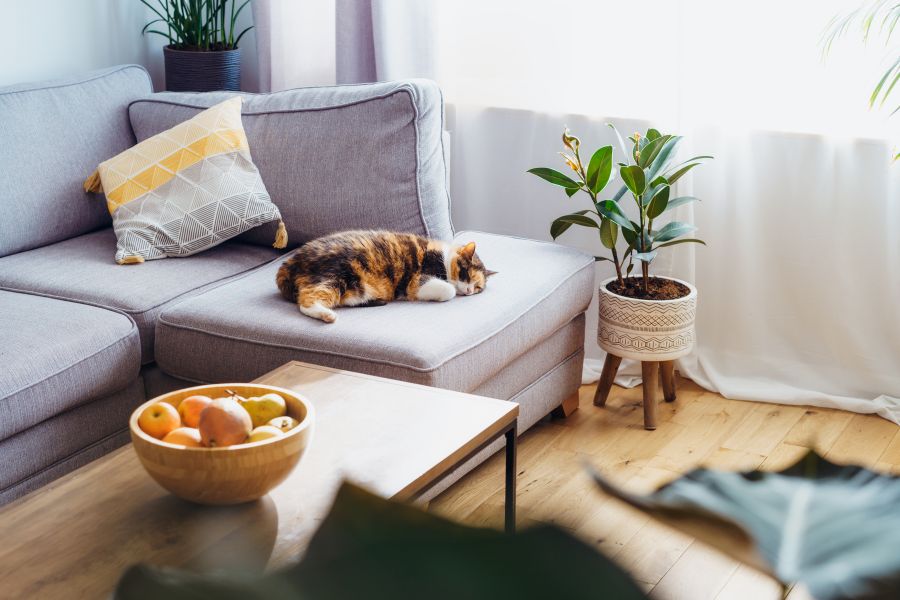 Design Ideas for Your Pet-Friendly Space