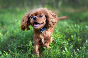 Tips for Keeping Your Pet Happy and Healthy