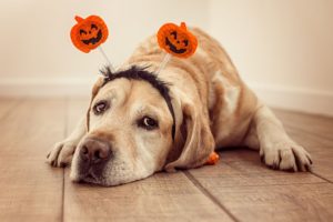 How to have a Pet-Friendly Halloween