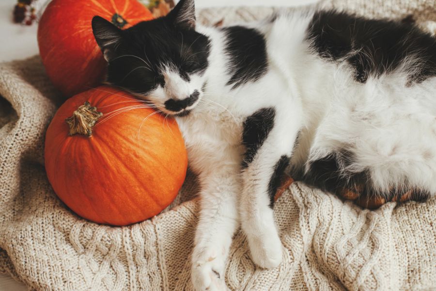 How to have a Pet-Friendly Halloween