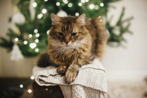 Preparing your Pets for the Holidays