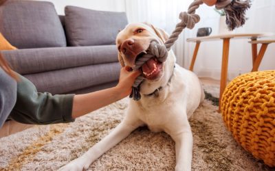 Pet-Friendly Thanksgiving Activities