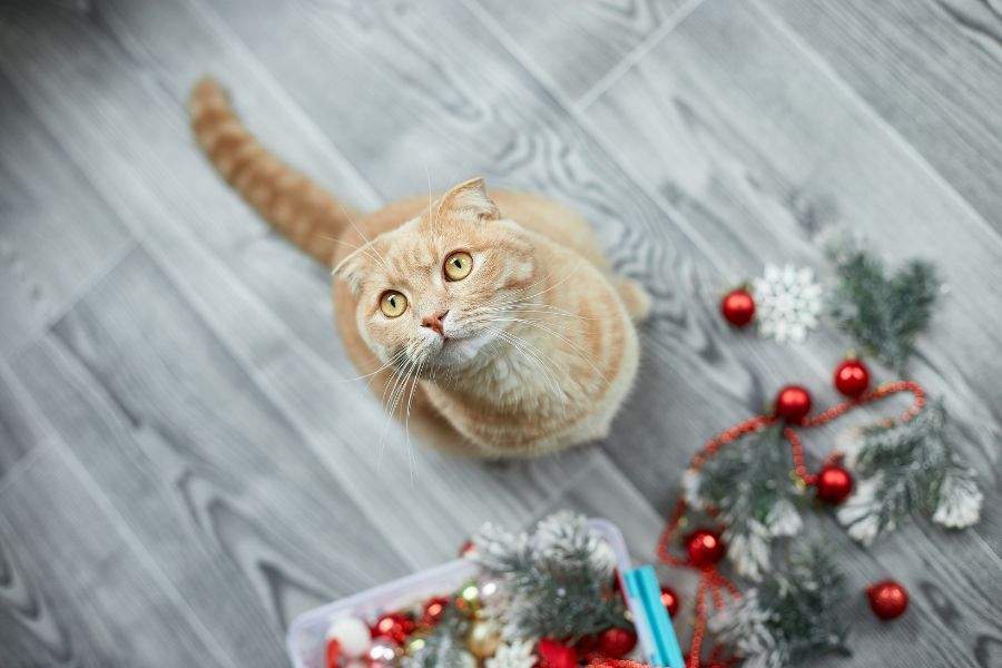 A Cat Gift-Guide