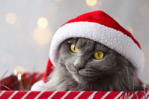 A Cat Gift-Guide
