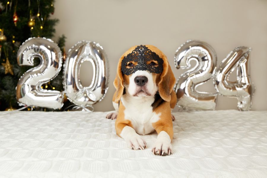 New Year's Pet Resolution Ideas