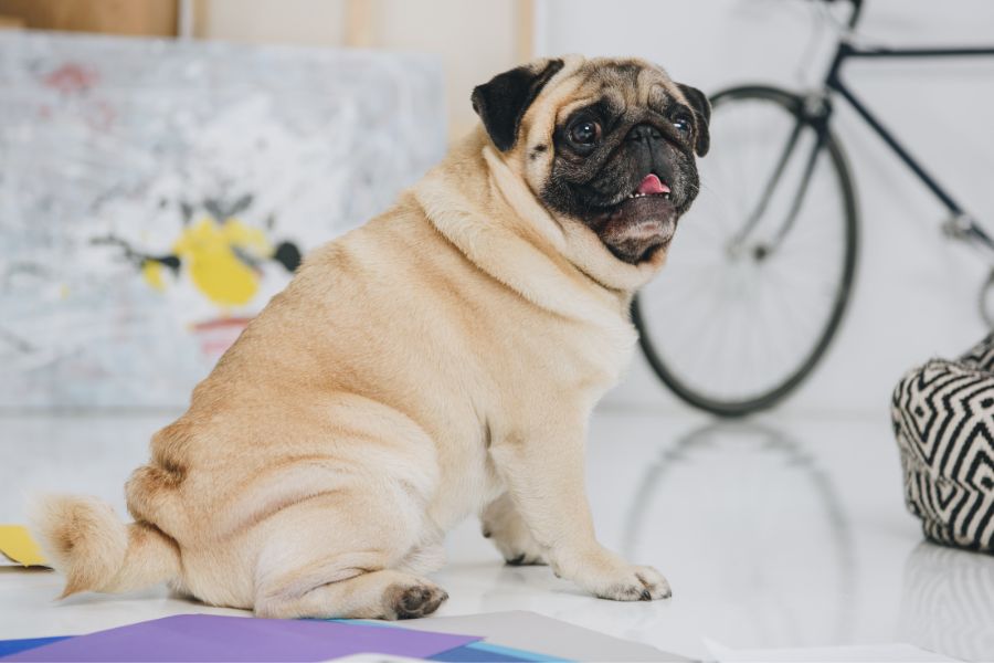 How to Help your Pet Lose Weight