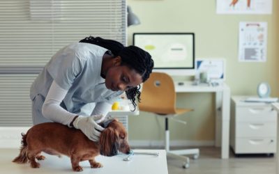 Veterinarian performing a health check on a small dog in a veterinary clinic.