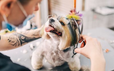 The Importance of Dog Grooming