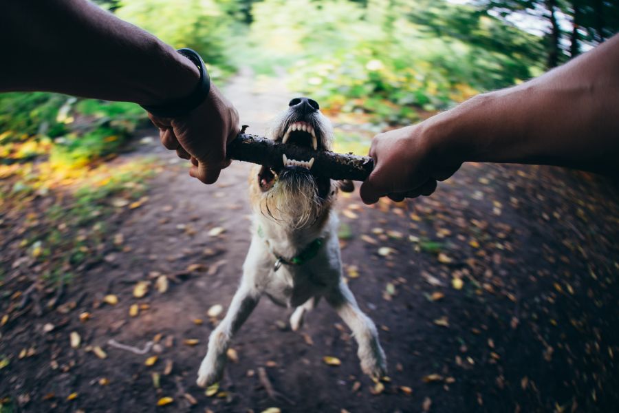 How to Prevent Dog Bites