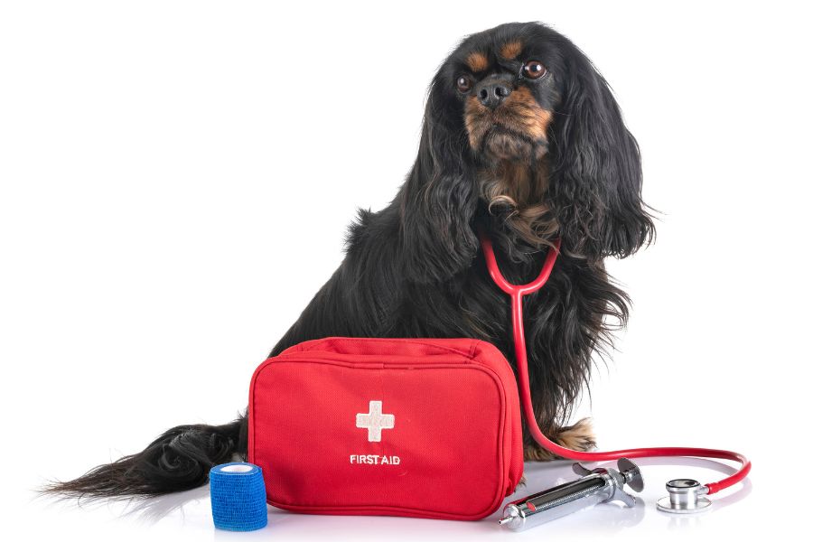 The Importance of Pet First Aid